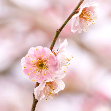 イメージ 梅の花